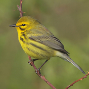 Male. Note: bold yellow supercilium, streaked flanks, and rufous streaked back.