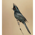 Male. Note: ragged crest and short bill. Male. Note: ragged crest and short bill.
