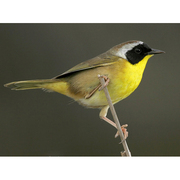 Male. Note: black mask and bright yellow throat.